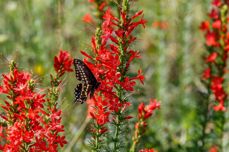 Ipomopsis rubra, Standing Cypress, Texas Plume, Texas Star, Trailing Fire,Scarlet Gilia, Red Gilia, Flame Flower, Indian Plume, Spanish Larkspur, Gilia rubra, Red Flowers,