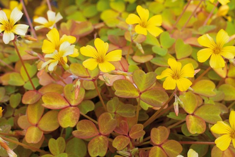 Oxalis vulcanicola 'Molten Lava', Yellow flowers, Orange Foliage
