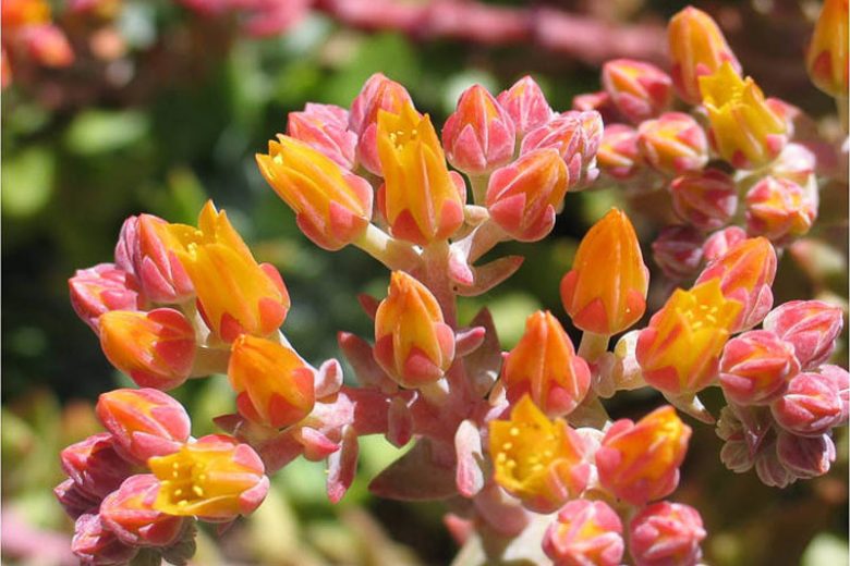 Dudleya caespitosa, Coast Dudleya, Sand Lettuce, Sand-lettuce, Sealettuce, Dudleya cespitosa, Dudleya cotyledon, California Native Succulent, California Native Plants