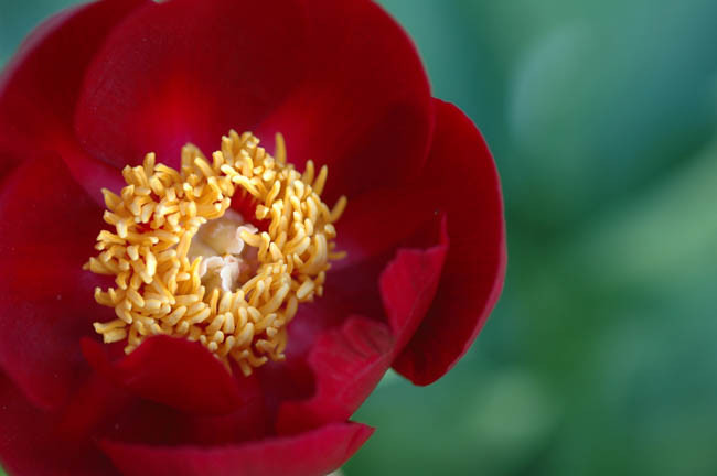 Paeonia 'Festiva Maxima', Peony 'Festiva Maxima', 'Festiva Maxima' Peony, Chinese Peony 'Festiva Maxima', Common Garden Peony 'Festiva Maxima', White Peonies, White flowers, Fragrant Peonies