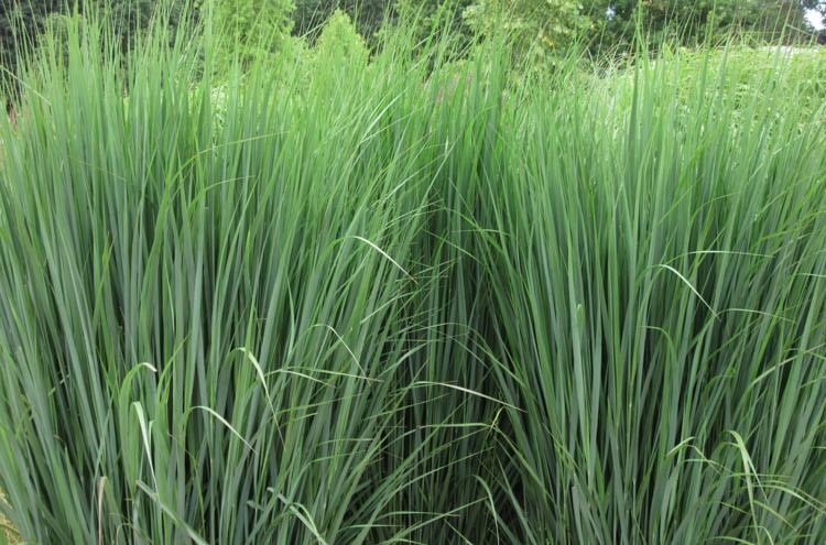 Panicum Virgatum 'Northwind', Panicum 'Northwind', Switch Grass 'Northwind'