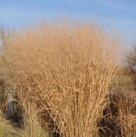 Panicum Virgatum 'Cloud Nine', Panicum 'Cloud Nine', Switch Grass 'Cloud Nine'