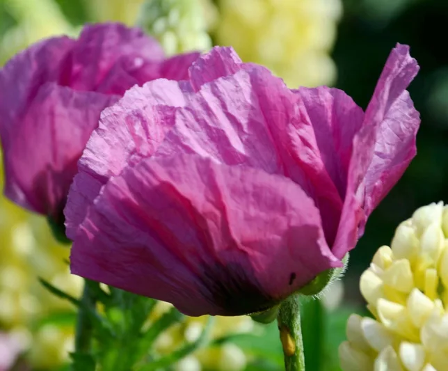 Papaver Orientale 'RPlum Pudding', Oriental Poppy 'Plum Pudding', Poppy 'Plum Pudding', Purple Poppy, Purple Oriental Poppy, Purple Papaver Orientale