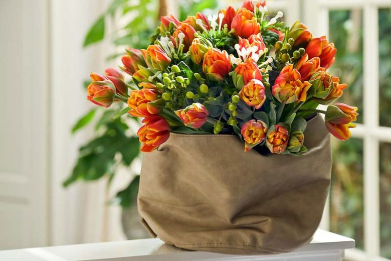 Tulipa 'Parrot King', Tulip 'Parrot King', Parrot Tulip 'Parrot King', Parrot Tulips, Spring Bulbs, Spring Flowers, Tulipe Bright Parrot, Parrot Tulip, Apricot Tulip, Orange Tulip, Tulipe perroquet