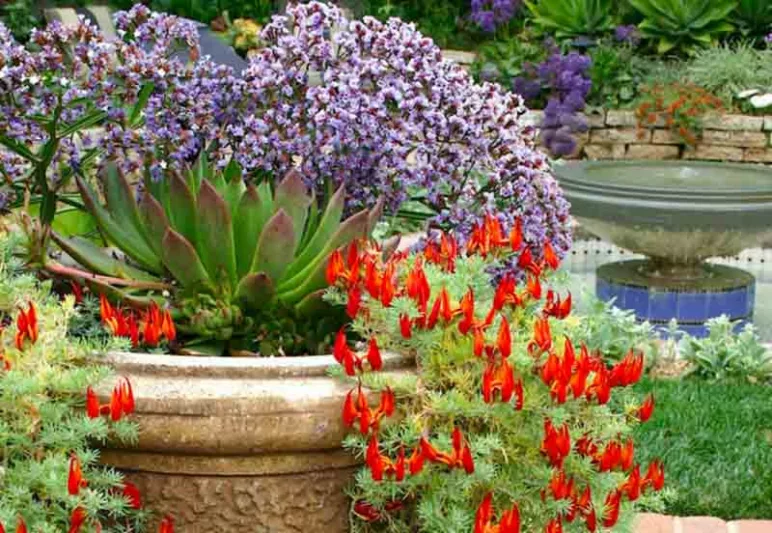Lotus berthelotii, Parrot's Beak, Coral Gem, Cat Claw, Pigeon Beak, Evergreen Vine, Red Flowers, Perennial Vines