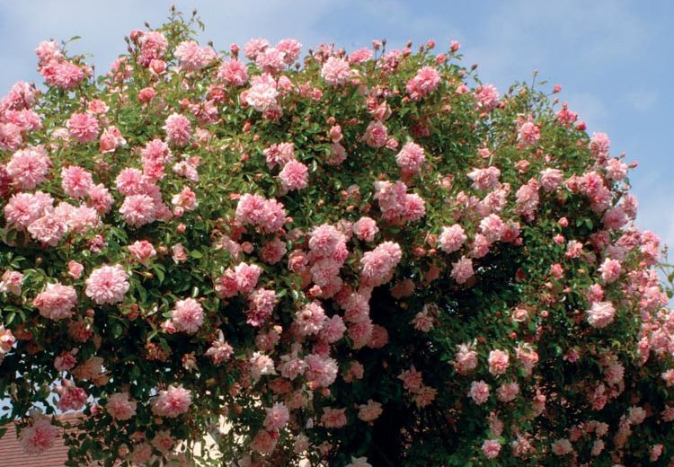 Rose 'Paul Noel', Rosa 'Paul Noel', Rose Paul Transon, Rosa Paul Transon, Hybrid Wichurana Roses, Large-Flowered Climber Roses, Rambler Roses, English Roses, Pink roses, climbing roses, very fragrant roses, Favorite roses, AGM Roses