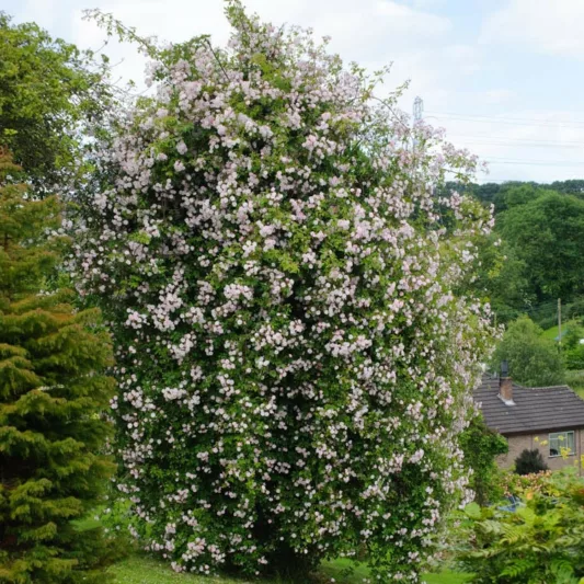Rose 'Paul's Himalayan Musk', Rosa 'Paul's Himalayan Musk', Climbing Rose 'Paul's Himalayan Musk',  Rambler Rose 'Paul's Himalayan Musk', Climbing Roses, Pink roses, Rose bushes, Garden Roses