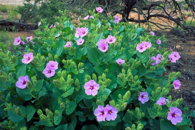 Mirabilis multiflora, Colorado Four O'Clock, Colorado Four O'Clock, Giant Four O'Clock, Purple Flowers