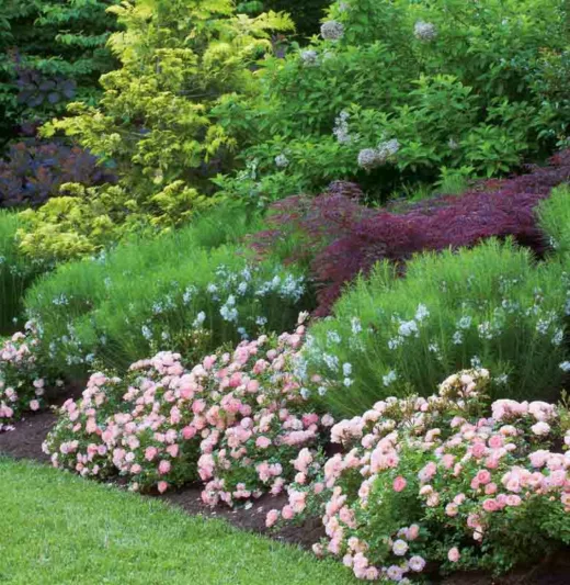 Rosa 'Peach Drift®', Rose 'Peach Drift®', Rosa 'Meiggili', Groundcover Roses, Coral roses, Orange Roses, Salmon Roses, Peach Roses