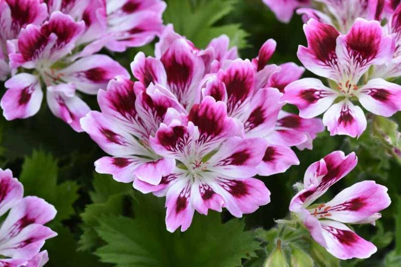 Pelargonium 'Kimono', Regal Pelargonium Kimono, evergreen perennial, evergreen shrub, Purple flowers, Purple geranium, Purple pelargonium, Pink flowers, Pink geranium, Pink pelargonium