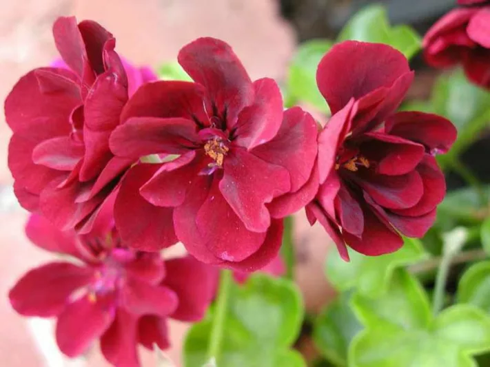Pelargonium peltatum, Ivyleaf Geranium, Drought tolerant flowers, Pink flowers, Red Flowers, Perennial Geranium