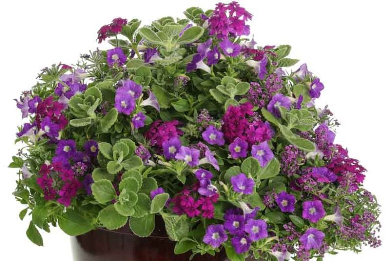 Petunia 'Supertunia Morning Glory Charm', Supertunia Morning Glory Charm Petunia, Mounding Petunia, Purple Petunia, Purple Flowers