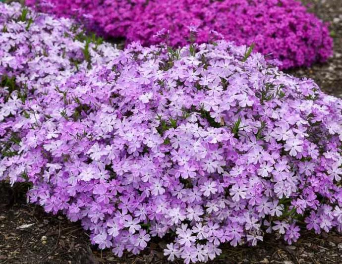 Phlox Subulata 'Pink Sparkles', Phlox 'Pink Sparkles', Alpine Phlox 'Pink Sparkles', Moss Phlox 'Pink Sparkles', Creeping phlox 'Pink Sparkles', Pink Phlox, Pink flowers
