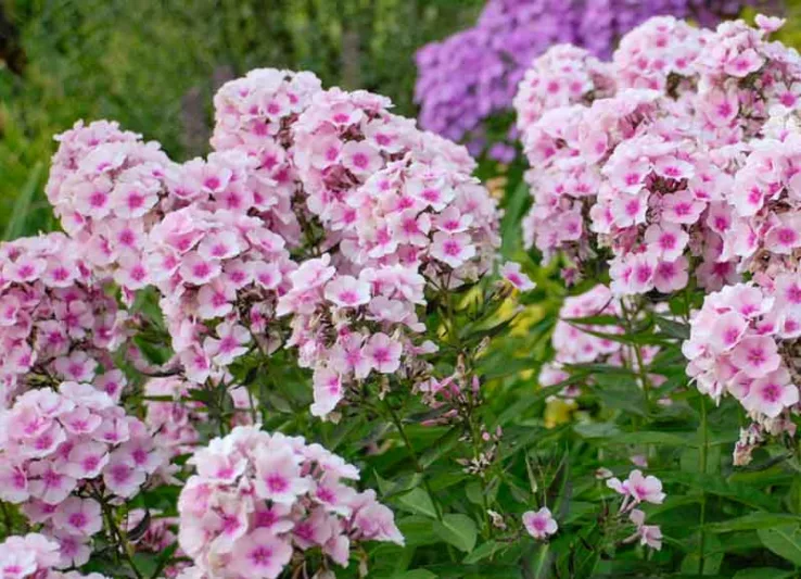 Phlox Paniculata 'Bright Eyes', Phlox 'Bright Eyes', Border Phlox 'Bright Eyes', Fall Phlox 'Bright Eyes', Garden Phlox 'Bright Eyes', Perennial Phlox 'Bright Eyes', Summer Phlox 'Bright Eyes', Pink Phlox