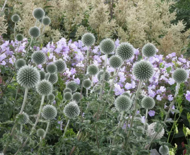Globe thistle Star Frost, Echinops bannaticus 'Star Frost', Echinops 'Star Frost', White Echinops, White globe Thistle, White Flowers, White perennials, drought tolerant plants, low maintenance plants