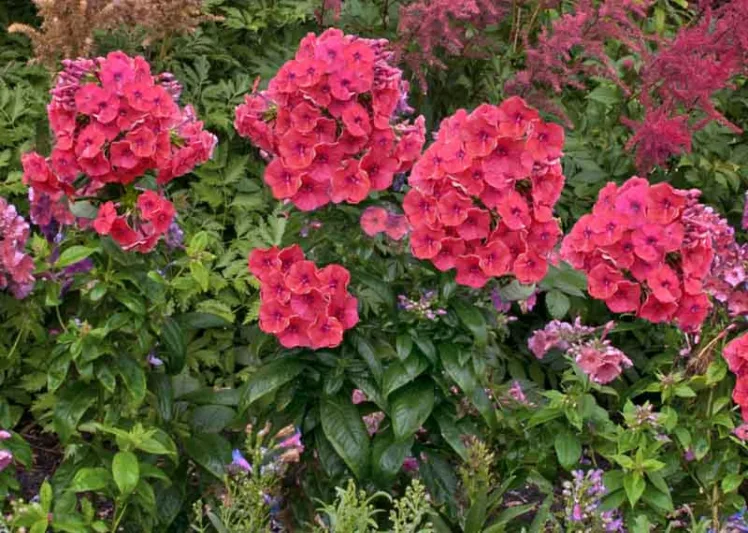 Phlox paniculata Coral Flame, Border Phlox 'Coral Flame', Fall Phlox 'Coral Flame', Garden Phlox 'Coral Flame', Perennial Phlox 'Coral Flame', Summer Phlox 'Coral Flame', Phlox paniculata 'Barsixtytwo', FLAME Series, Coral Phlox