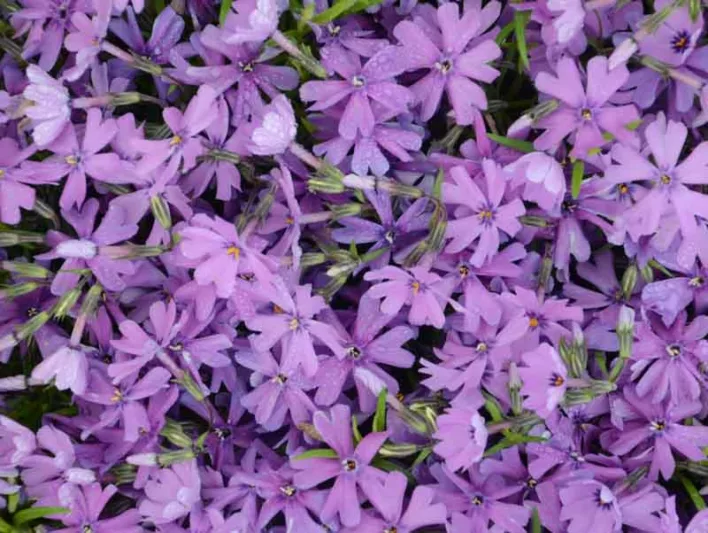 Phlox Subulata 'Purple Beauty', Phlox 'Purple Beauty', Alpine Phlox 'Purple Beauty', Moss Phlox 'Purple Beauty', Creeping phlox 'Purple Beauty', Purple Phlox, Purple flowers