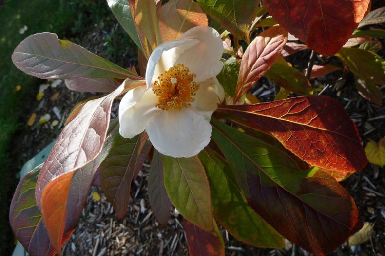 Franklinia alatamaha, Franklin Tree, Franklinia, Franklintree, Gordonia alatamaha, Gordonia pubescens, fall color, White flowers