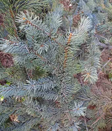 Picea pungens 'Hoopsii', Colorado Spruce 'Hoopsii', Picea pungens (Glauca Group) 'Hoopsii', Hoops' Colorado Blue Spruce, Evergreen Conifer, Evergreen Shrub, Blue Conifer,