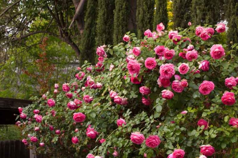 Rosa 'Pretty in Pink Eden®', Rose 'Pretty in Pink Eden®', Rosa 'Cyclamen Pierre de Ronsard', Rosa 'Margaret Mae', Rosa 'Pink Eden Rose', Climbing Roses, Pink roses