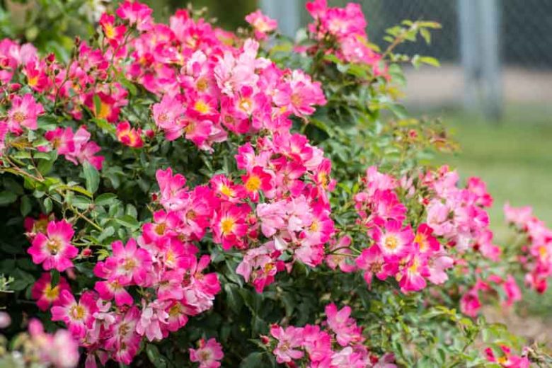 Rosa 'Pink Drift®', Rose 'Pink Drift®', Rosa 'Meijocos', Groundcover Roses, Pink Roses