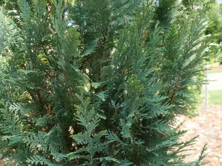 Chamaecyparis lawsoniana 'Pinpoint Blue', Lawson Cypress 'Pinpoint Blue', 'Pinpoint Blue' Lawson Cypress, Chamaecyparis 'Pinpoint Blue', Evergreen Tree, Blue Conifer, Blue Evergreen shrub