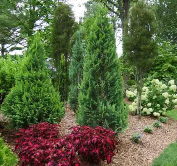 Chamaecyparis lawsoniana 'Pinpoint Blue & Gold', Lawson Cypress 'Pinpoint Blue & Gold', 'Pinpoint Blue & Gold' Lawson Cypress, Chamaecyparis 'Pinpoint Blue & Gold', Evergreen Tree, Blue Conifer, Blue Evergreen shrub