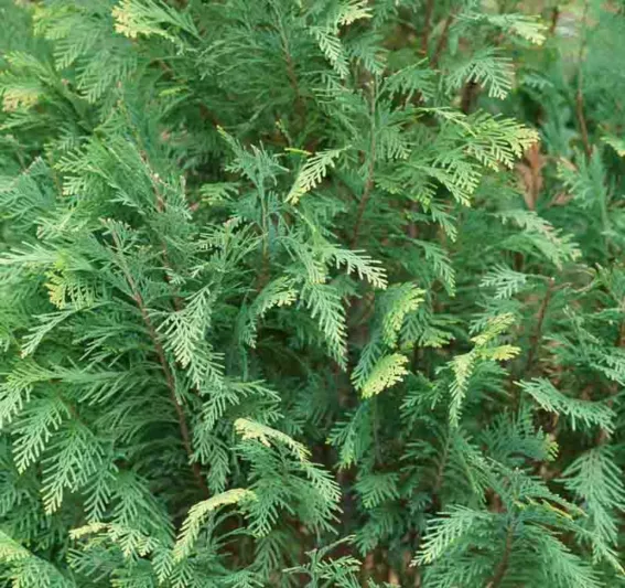 Chamaecyparis lawsoniana 'Pinpoint Blue & Gold', Lawson Cypress 'Pinpoint Blue & Gold', 'Pinpoint Blue & Gold' Lawson Cypress, Chamaecyparis 'Pinpoint Blue & Gold', Evergreen Tree, Blue Conifer, Blue Evergreen shrub
