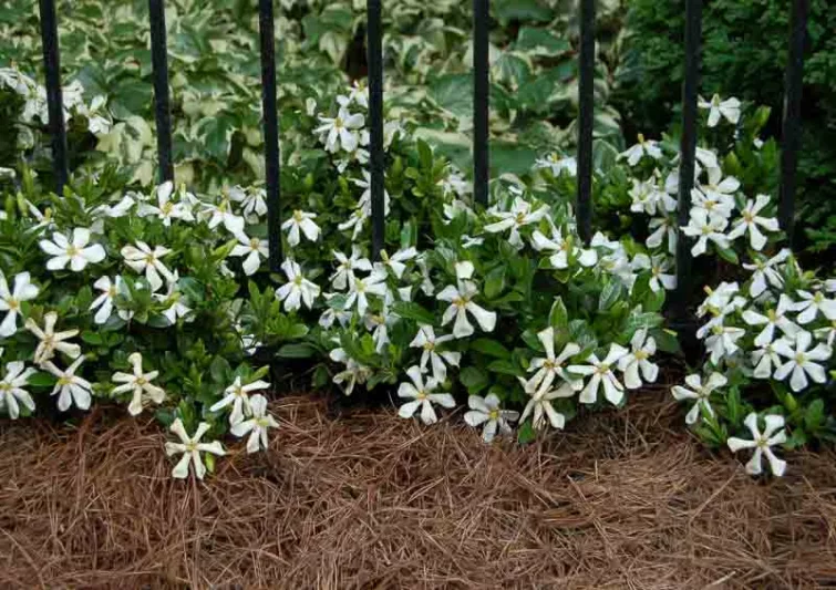 Gardenia jasminoides Pinwheel, Cape Jasmine 'Pinwheel', Pinwheel Cape Jasmine, Cape Jessamine 'Pinwheel', Hardy Gardenia, Fragrant flowers, evergreen shrub, White flowers, Fragrant flowers, evergreen shrub, White flowers