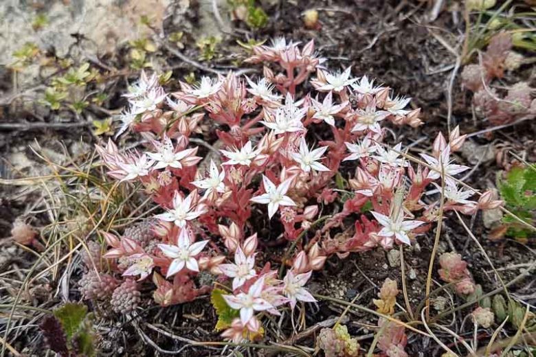 Sedum album, White Stonecrop, Tall White Stonecrop, Thick-Leaved Stonecrop, Worm Grass, Hardy Baby Tears, Sedum athoum, Sedum serpentini