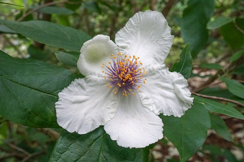 Stewartia ovata, Mountain Camellia, Mountain Stewartia, Malachodendron pentagynum, Stewartia pentagyna, White flowers, fall color, red leaves