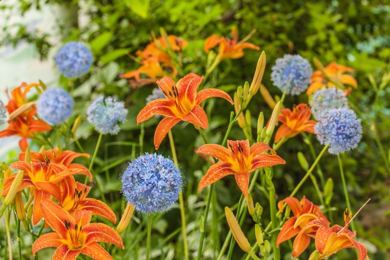 Allium caesium, Light Blue Garlic, Blue Allium, Blue Garlic, Allium urceolatum, Flowering Onion, Ornamental Onion, Spring Bulbs, Spring Flowers