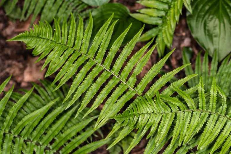 Dryopteris cycadina, Shaggy Wood Fern, Shaggy Shield Fern, Dryopteris atrata, Dryopteris hirtipes
