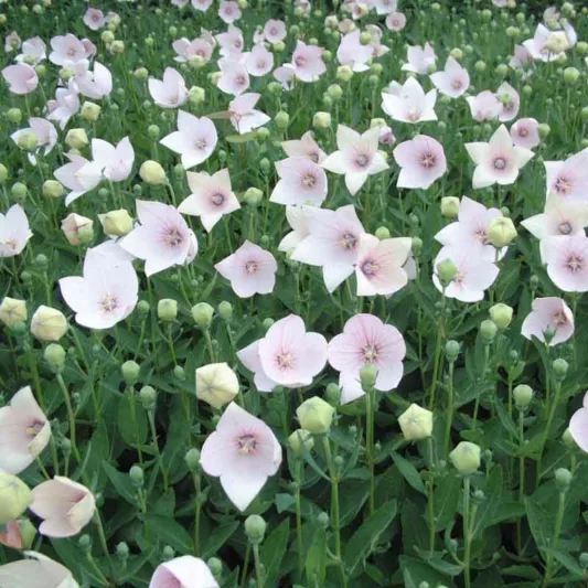 Platycodon grandiflorus 'Astra Pink', Balloon Flower 'Astra Pink', Chinese Balloon Flower 'Astra Pink', Chinese Bellflower 'Astra Pink', Japanese Bellflower 'Astra Pink', Pink Flowers