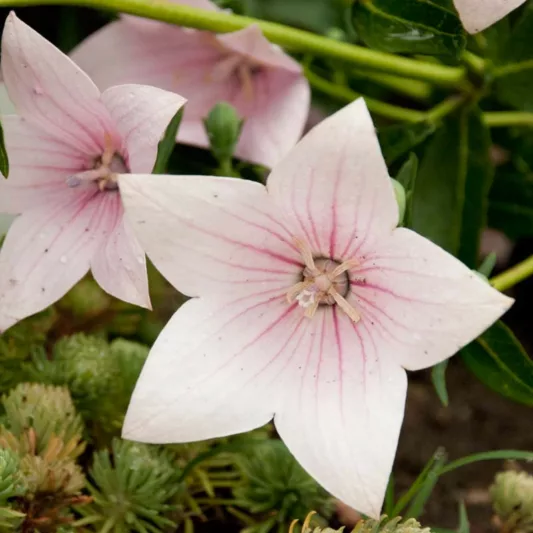 Platycodon grandiflorus 'Astra Pink', Balloon Flower 'Astra Pink', Chinese Balloon Flower 'Astra Pink', Chinese Bellflower 'Astra Pink', Japanese Bellflower 'Astra Pink', Pink Flowers