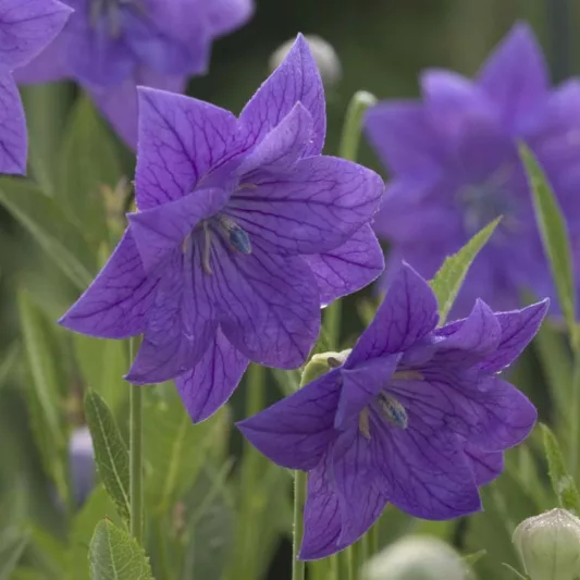 Platycodon grandiflorus 'Double Blue', Balloon Flower 'Double Blue', Chinese Balloon Flower 'Double Blue', Chinese Bellflower 'Double Blue', Japanese Bellflower 'Double Blue', Blue Flowers