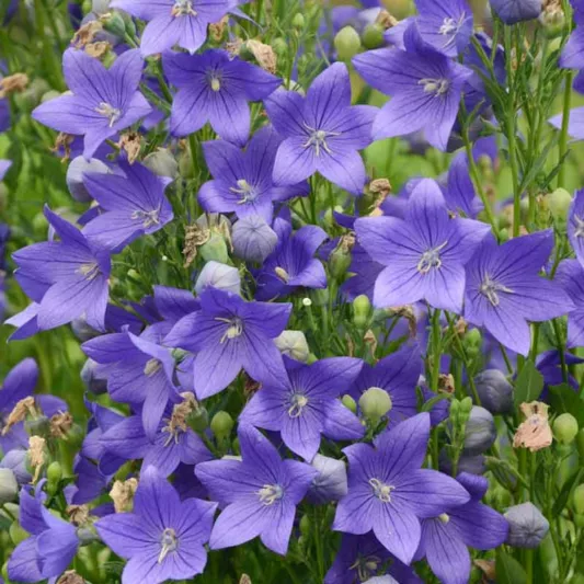 Platycodon grandiflorus 'Fuji Blue', Balloon Flower 'Fuji Blue', Chinese Balloon Flower 'Fuji Blue', Chinese Bellflower 'Fuji Blue', Japanese Bellflower 'Fuji Blue', Blue Flowers