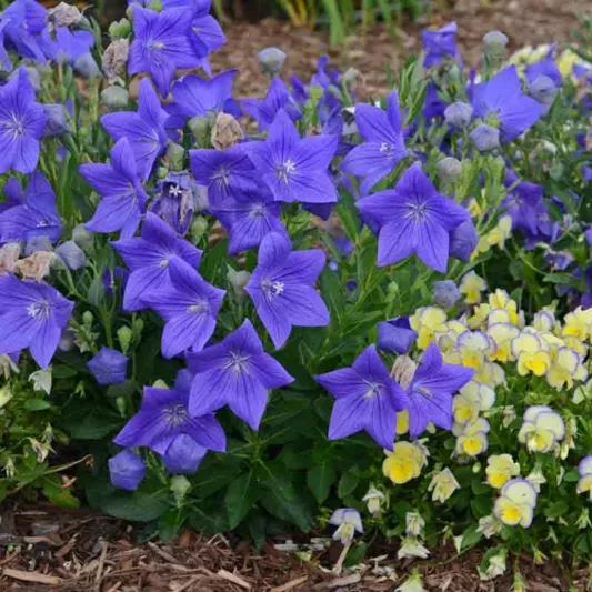 Platycodon grandiflorus 'Sentimental Blue', Balloon Flower 'Sentimental Blue', Chinese Balloon Flower 'Sentimental Blue', Chinese Bellflower 'Sentimental Blue', Japanese Bellflower 'Sentimental Blue', Blue Flowers