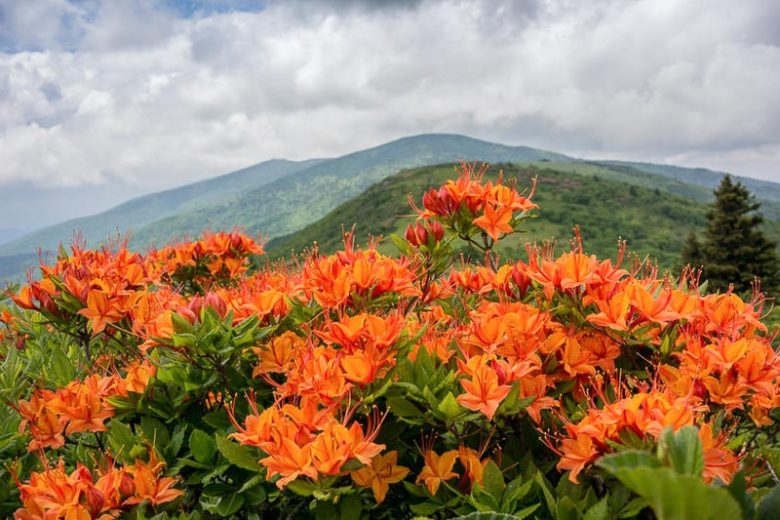 Rhododendron Calendulaceum, Flame Azalea, Azalea calendulacea, Azalea lutea, Late-Midseason Azalea, Late Season Azalea, Deciduous Azaleas, Yellow Azalea, Yellow  Rhododendron, Yellow Flowering Shrub