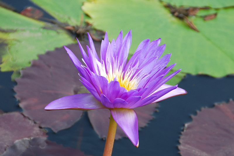 Numphaea, Waterlilies, Water Lily, Hardy Water Lily, Hardy Waterlilies, Tropical Water Lily, Tropical Waterlilies, Aquatic Flowers, Pond Plants, Pond Flowers
