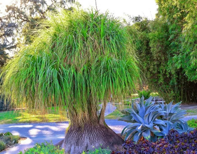 Beaucarnea recurvata, Pony Tail Palm, Ponytail Palm, Pony Tail, Elephant's Foot, Bottle Palm, Nolina recurvata, Drought tolerant shrub, drought tolerant tree