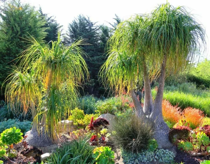 Beaucarnea recurvata, Pony Tail Palm, Ponytail Palm, Pony Tail, Elephant's Foot, Bottle Palm, Nolina recurvata, Drought tolerant shrub, drought tolerant tree