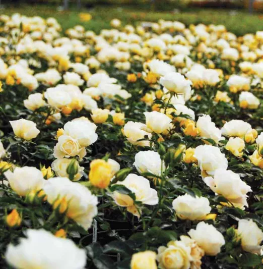 Rosa 'Popcorn Drift', Rose 'Popcorn Drift', Rosa 'Novarospop', Groundcover Roses, White Roses, Yellow Roses, Cream Roses