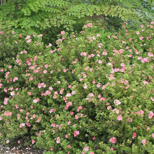 Potentilla fruticosa 'Pink Beauty', Shrubby Cinquefoil 'Pink Beauty', Cinquefoil 'Pink Beauty', Potentilla fruticosa Lovely Pink, Potentilla fruticosa 'Lovely Pink', Pink Potentilla, Pink Flowers