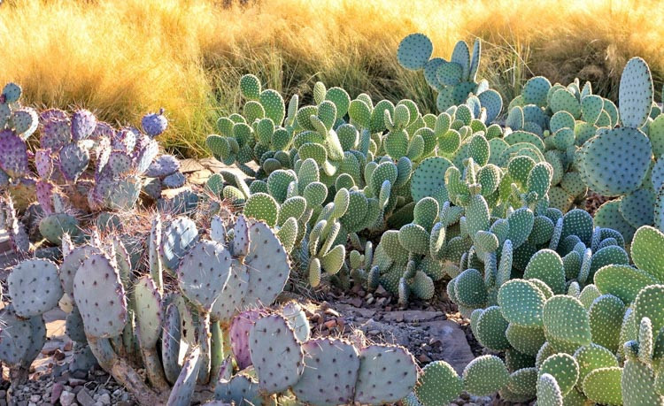 Opuntia, Cholla, Prickly Pear, Cactus, prickly pear, choya, cane cactus, pricklypear, succulent, Opuntia basilaris, Opuntia ficus indica, Opuntia macrocentra, Opuntia violacea, Opuntia microd