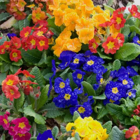 Primula x elatior 'Pacific Hybrids', English Primrose 'Pacific Hybrids', Shade plants, shade perennial, plants for shade, plants for wet soils, spring flowers
