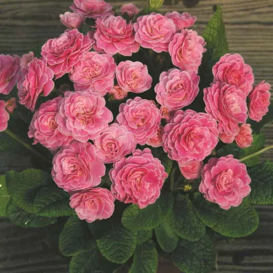 Primula Romance, Primrose 'Romance', Shade plants, shade perennial, plants for shade, plants for wet soils, spring flowers, Pink flowers, Pink Primroses, Double Primroses