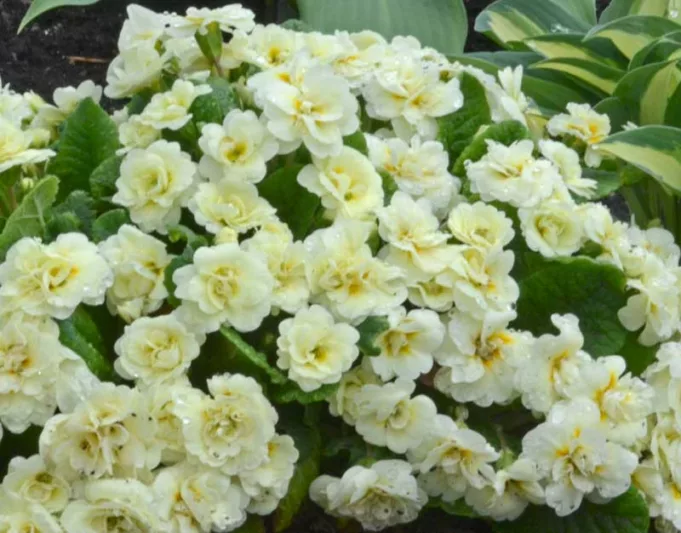 Primula Belarina Cream, Primrose 'Belarina Cream', Belarina Series, Double Primroses, Cream Primoses, Shade plants, shade perennial, plants for shade, plants for wet soils, spring flowers
