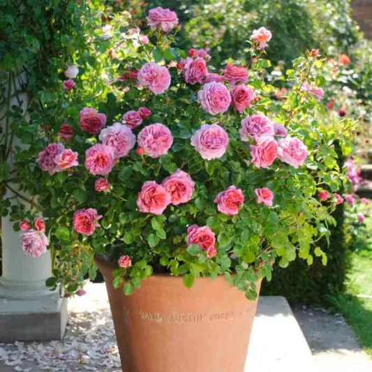Rose 'Princess Alexandra of Kent' , Rosa 'Princess Alexandra of Kent', English Rose 'Princess Alexandra of Kent', David Austin Rose, English Roses, Shrub roses, pink roses, Container roses