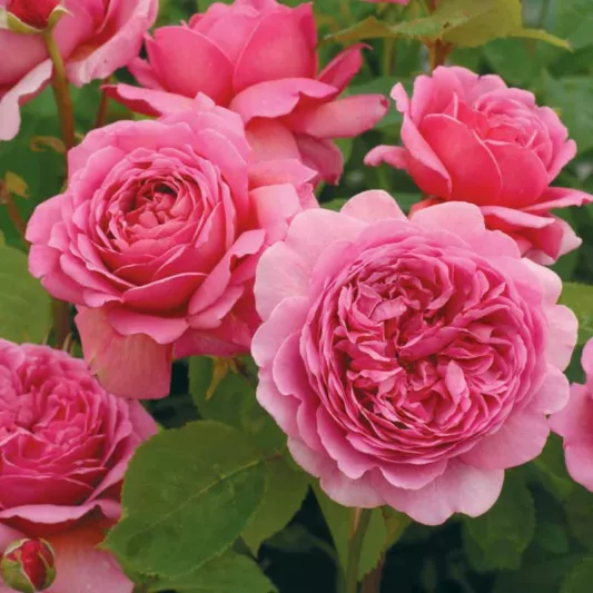 Rose 'Princess Alexandra of Kent' , Rosa 'Princess Alexandra of Kent', English Rose 'Princess Alexandra of Kent', David Austin Rose, English Roses, Shrub roses, pink roses, Container roses
